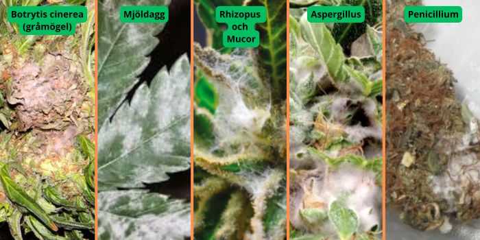 De vanligaste typerna av mögel som angriper cannabis