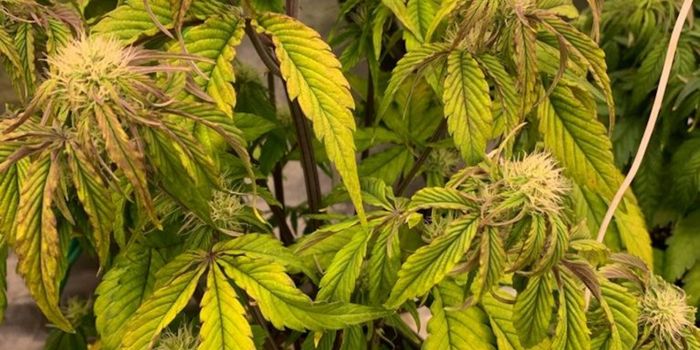 Hur känner man igen symtom på vattenbrist hos cannabis