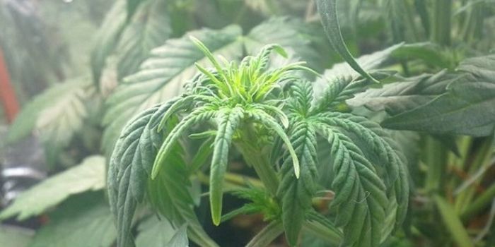 Hur känner man igen överskott av vatten i cannabisodling