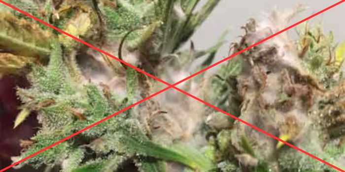 Hur man effektivt förebygger mögel på cannabis