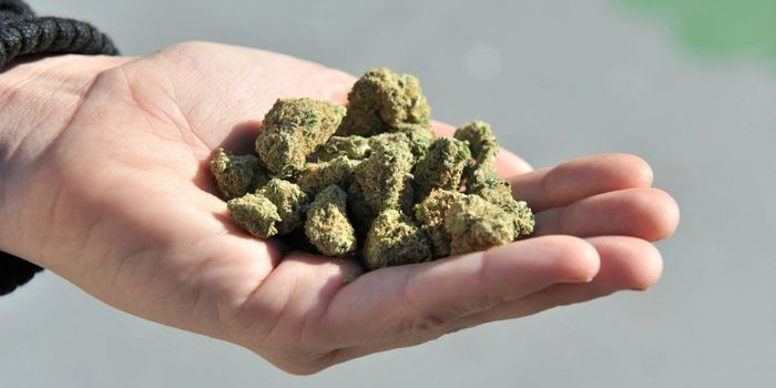 Hur man effektivt skyddar cannabis mot mögel