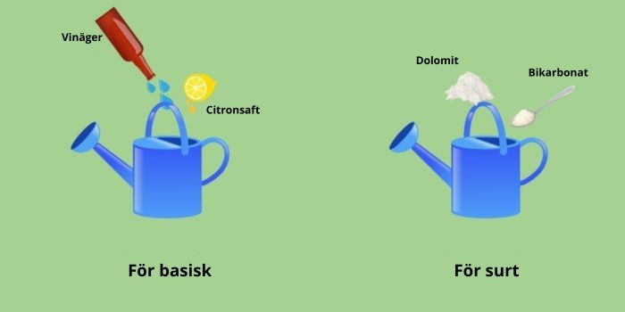 Hur man justerar pH för cannabis i jord och hydroponik