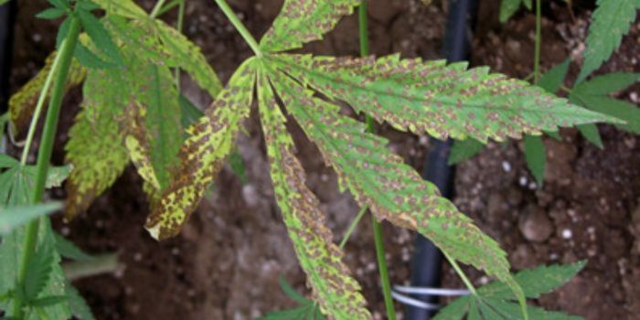 Hur man känner igen symtom på fel pH hos cannabisplantor