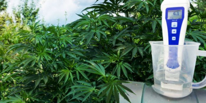 Hur man övervakar och korrigerar vattnets pH i cannabisodling