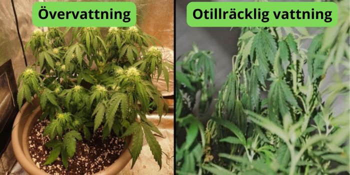 Hur ofta bör man vattna cannabisväxter