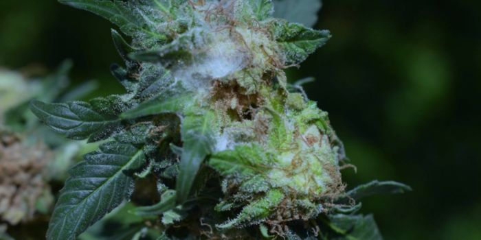 Hur undviker man mögel under torkning och förvaring av cannabis?