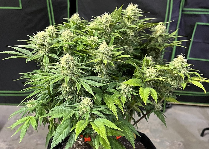 autoblomstrende cannabisfrø