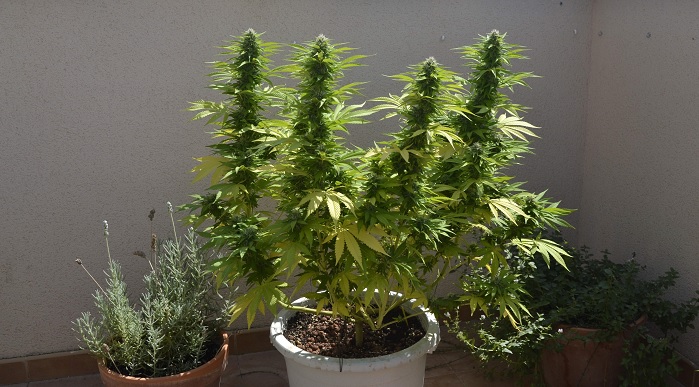 autoblomstrende cannabisfrø