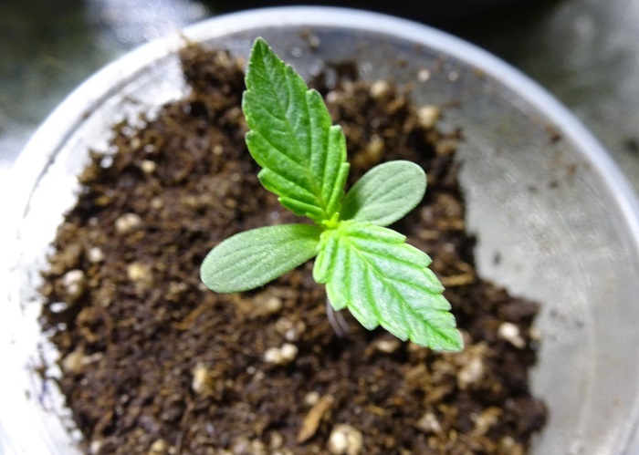 autoblomstrende cannabisfrø