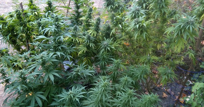 autoblomstrende cannabisfrø