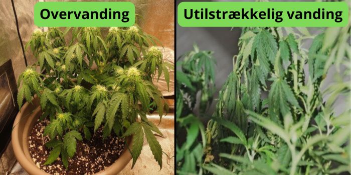 Hvor ofte skal man vande cannabisplanter