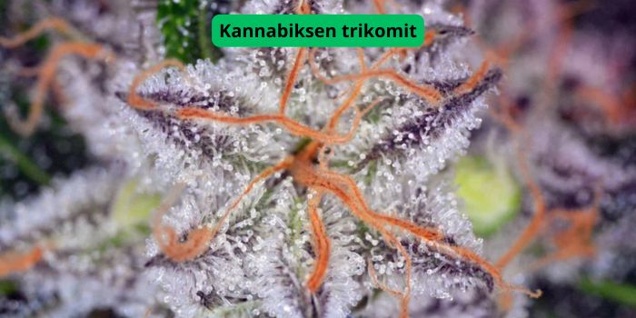 Kuinka erottaa home luonnollisista karvoista (trikomeista) kannabiksen nupeissa