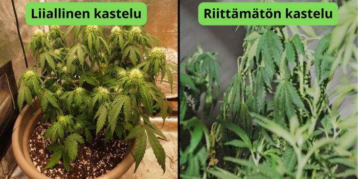 Kuinka usein kannabiksen kasveja tulisi kastella