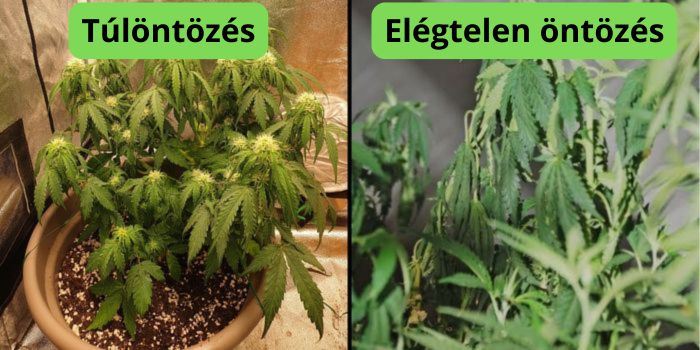 Milyen gyakran kell öntözni a kannabisz növényeket