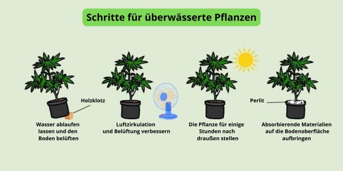 Notfallmaßnahmen bei Überwässerung von Cannabispflanzen