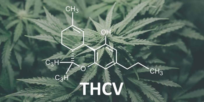Qu’est-ce que le THCV et en quoi diffère-t-il du THC