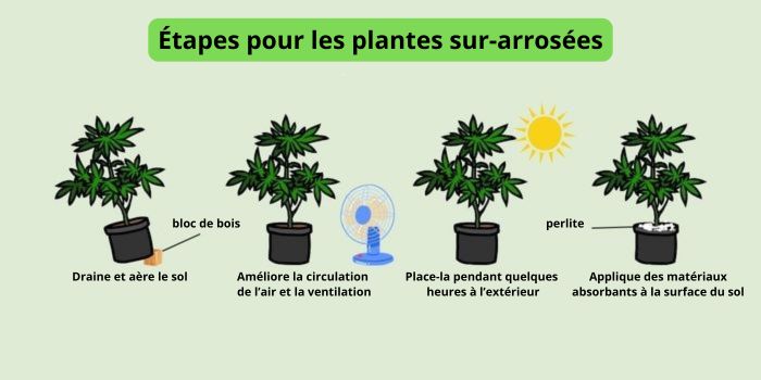 Que faire en cas de sur arrosage des plantes de cannabis