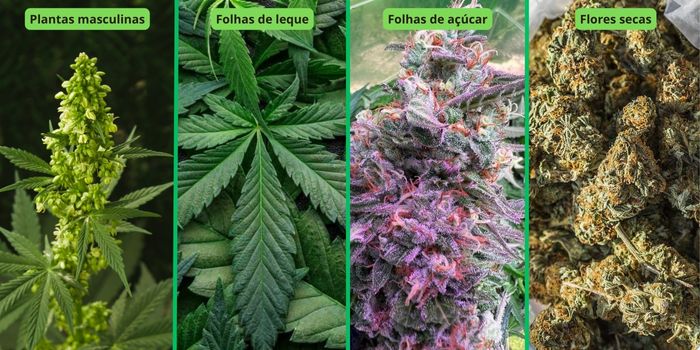 Que partes da planta de canábis são adequadas para a produção de haxixe