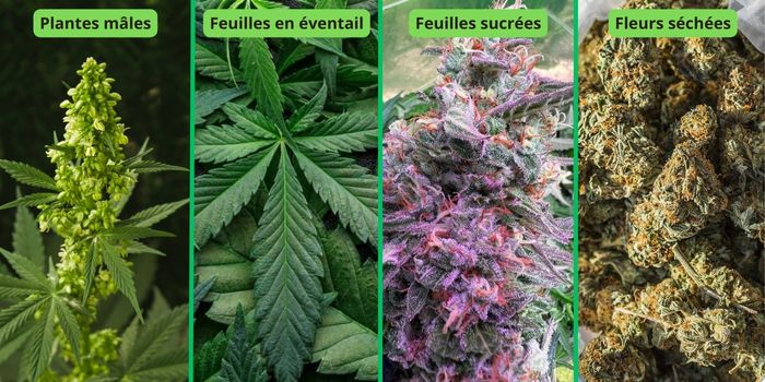 Quelles parties de la plante de cannabis conviennent à la production de haschisch
