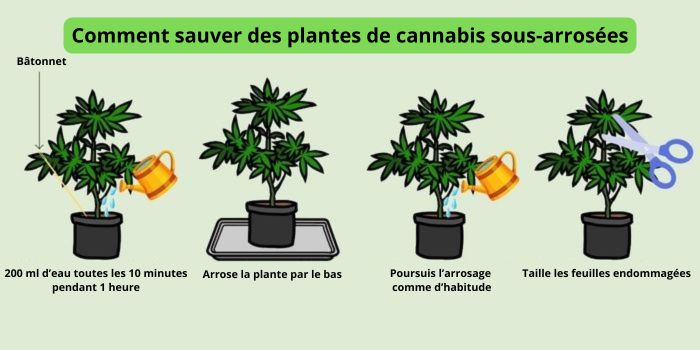 Sous arrosage des plantes de cannabis