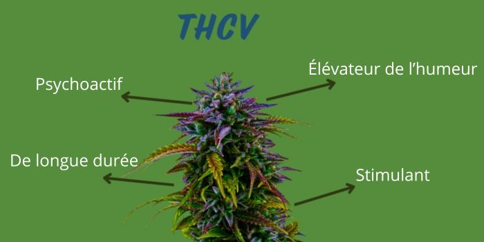 THCV propriétés et effets
