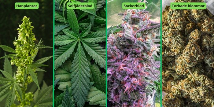 Vilka delar av cannabisplantan lämpar sig för produktion av hasch