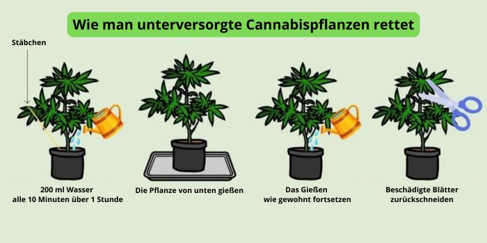 Wie man Wassermangel bei Cannabispflanzen behebt