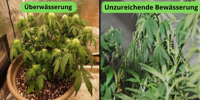 Wie oft sollte man Cannabispflanzen gießen