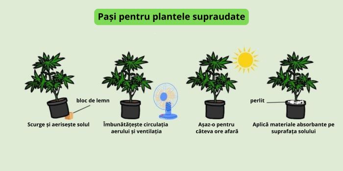 ce sa faci cand ai udat excesiv plantele de canabis