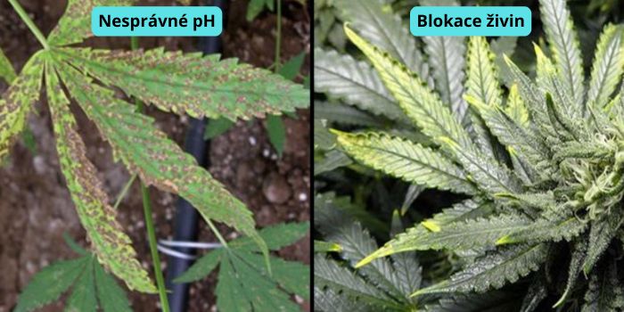 co znamenají žluté listy konopí