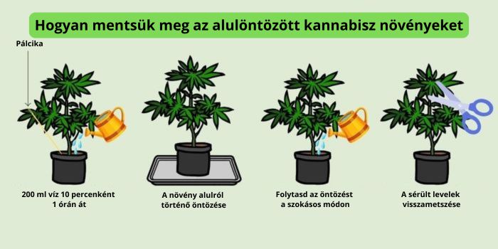 elégtelen öntözés a kannabisz növényeknél