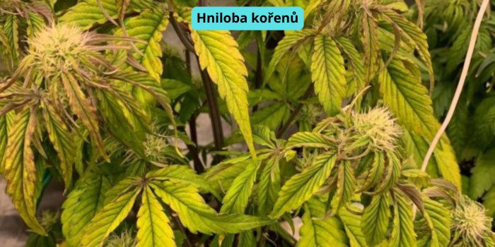 hniloba kořenů konopí