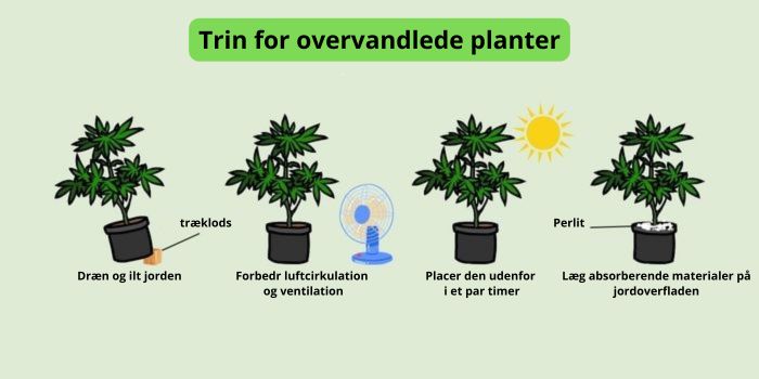 hvad-gør-man-hvis man har overvandet cannabisplanter
