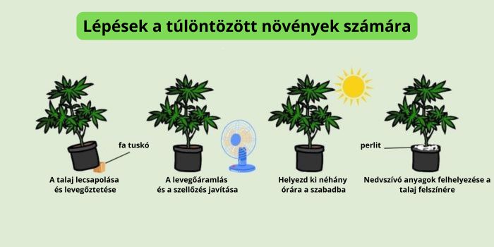 mit tegyünk ha túlöntöztük a kannabisz növényeket