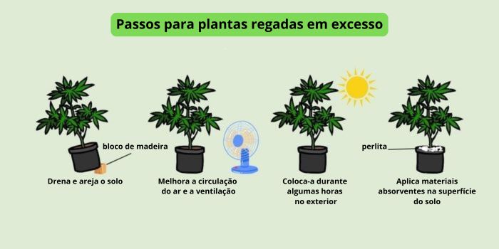 o que fazer quando excedeu a rega das plantas de cannabis