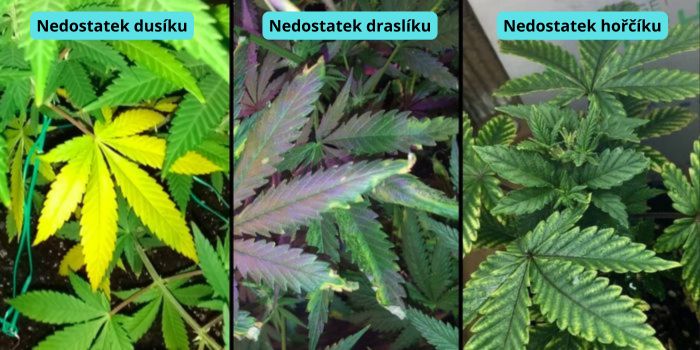 proč listy konopí žloutnou nejčastější příčiny