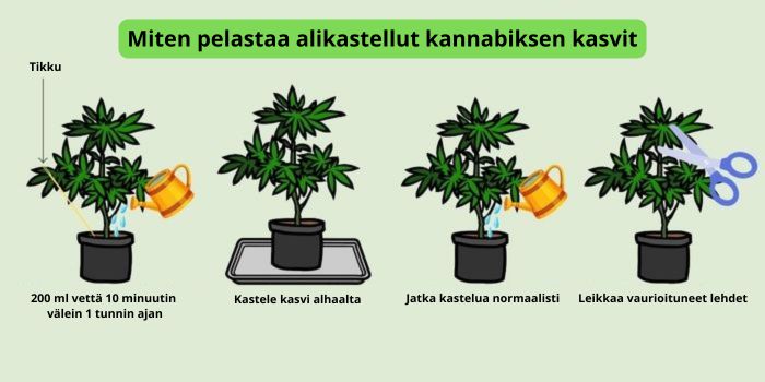 riittämätön kastelu kannabiksen kasveille