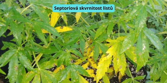 septoriová skvrnitost listů konopí