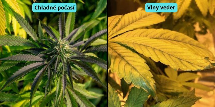 teplotní stres na listech konopí