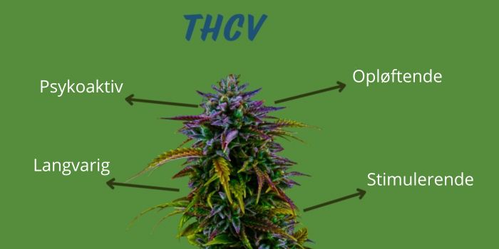 thcv egenskaber og virkning