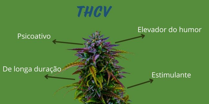 thcv propriedades e efeitos