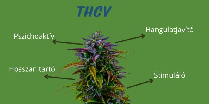 thcv tulajdonságai és hatása