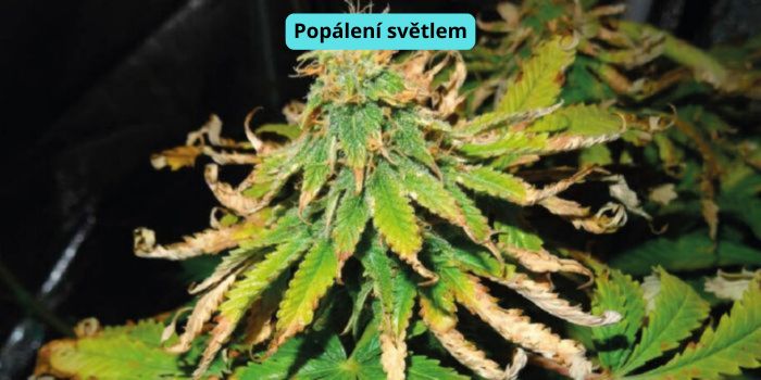 usušené listy marihuany od světla