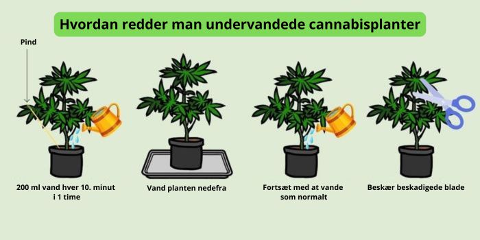 utilstrækkelig vanding af cannabisplanter