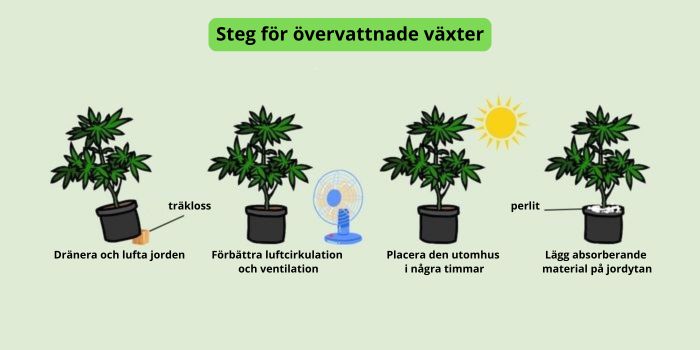 vad man ska gora nar man har overvattnat cannabisplantor