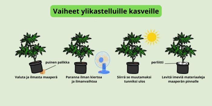 ylikastellut kannabiksen kasvit