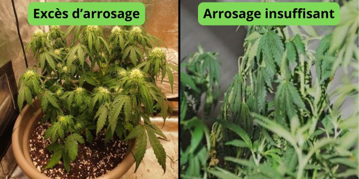 À quelle fréquence faut il arroser les plantes de cannabis