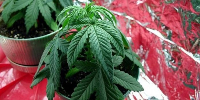 Överskott eller brist på vatten i cannabisodling