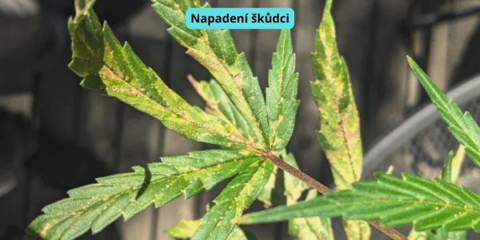 škůdci na listech konopí