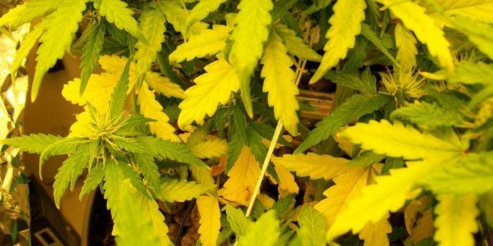 Žluté listy konopí – co znamenají